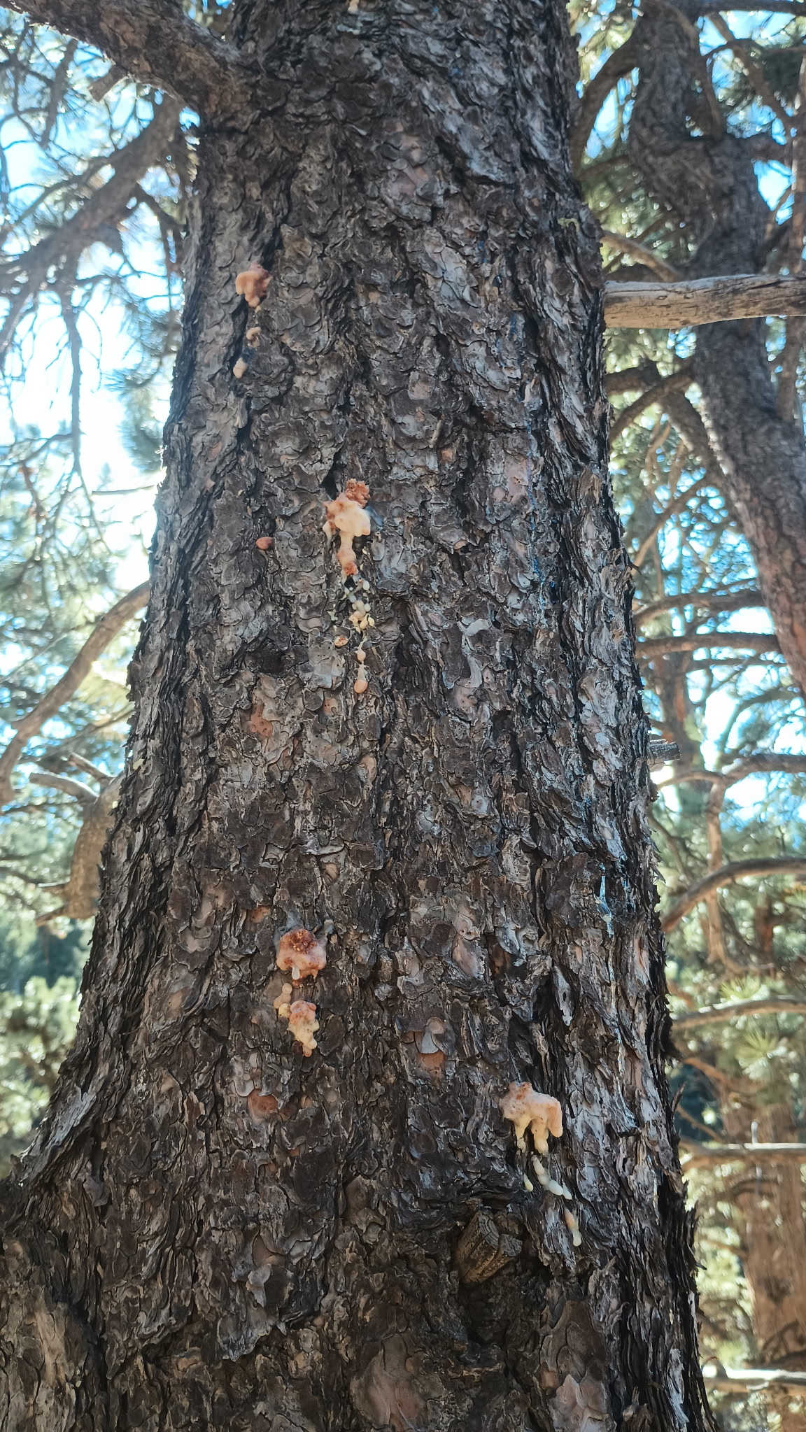 Pine beetle pitch tubes on a pine trunk indicating infestation
