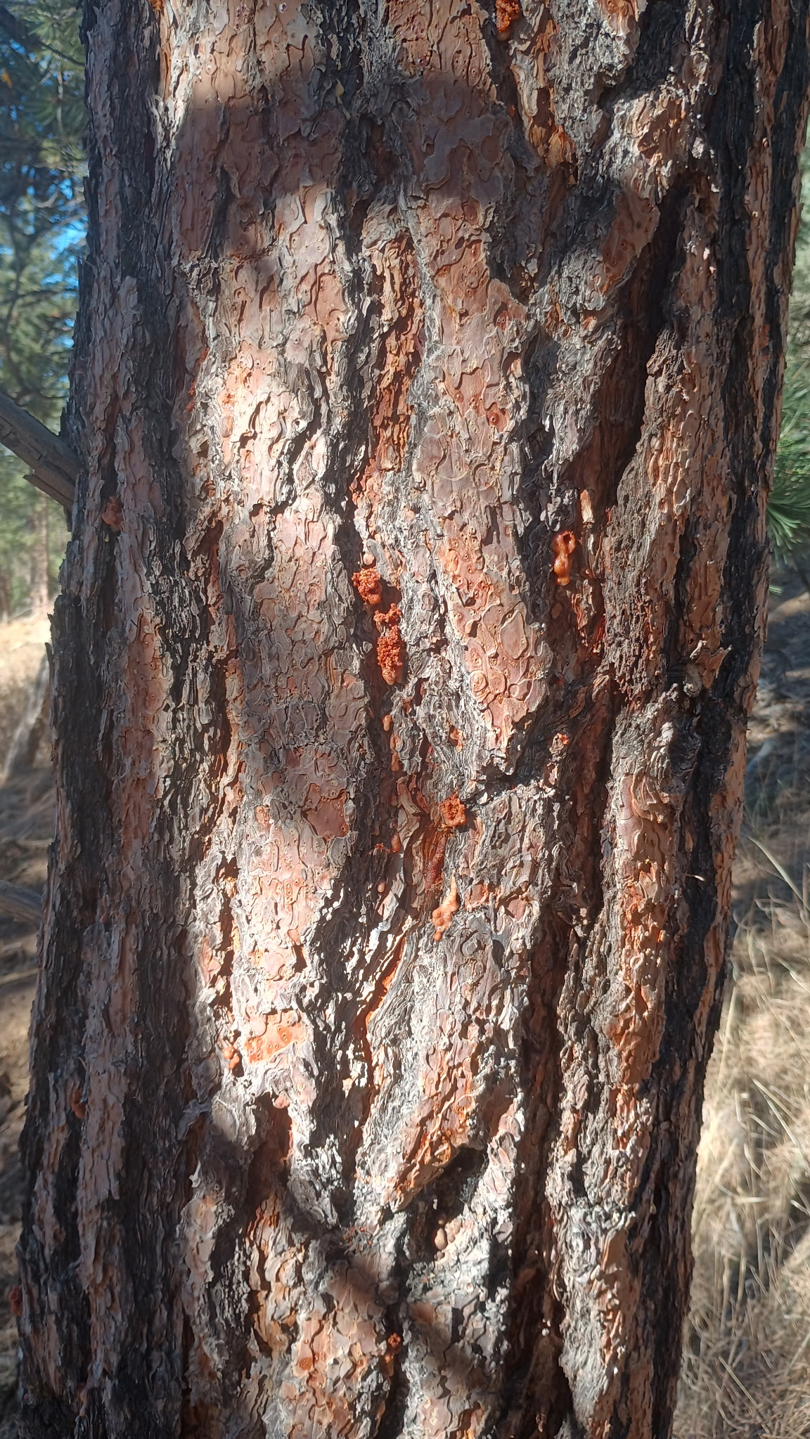 Close-up of a ponderosa pine trunk showing pine beetle pitch tubes and damage